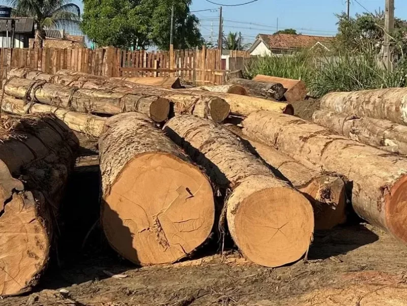 Suspeitos de usar 'laranjas' para vender madeira ilegal são alvos de operação em RO e MT