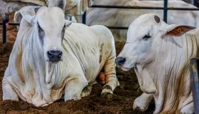 Brasil se iguala a Rondônia e é reconhecido como área livre de febre aftosa...
