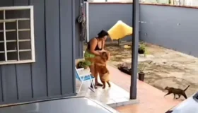 Cachorro que mordeu e arrancou lábio de tutora é submetido à eutanásia em...