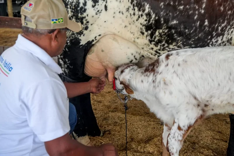 Cadeia produtiva do leite é estimulada com concursos realizados na 12ª Rondônia Rural Show Internacional