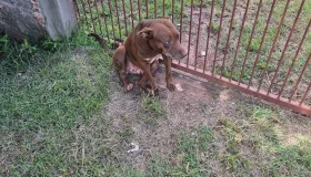 Perigo nas ruas: pitbull ataca cães no bairro Planalto em Rolim de Moura