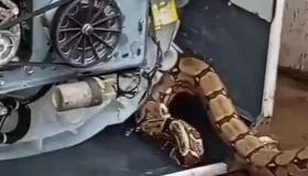 Bombeiros capturam jiboia escondida sob máquina de lavar em residência no...