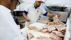 Brasil se declara país livre da gripe aviária