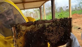 Cadastro de criadores de abelhas busca fortalecer cadeia do mel em Rondônia