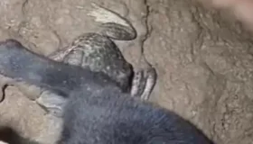 Filhote de cão é resgatado de fossa por bombeiros no bairro Olímpico, em...