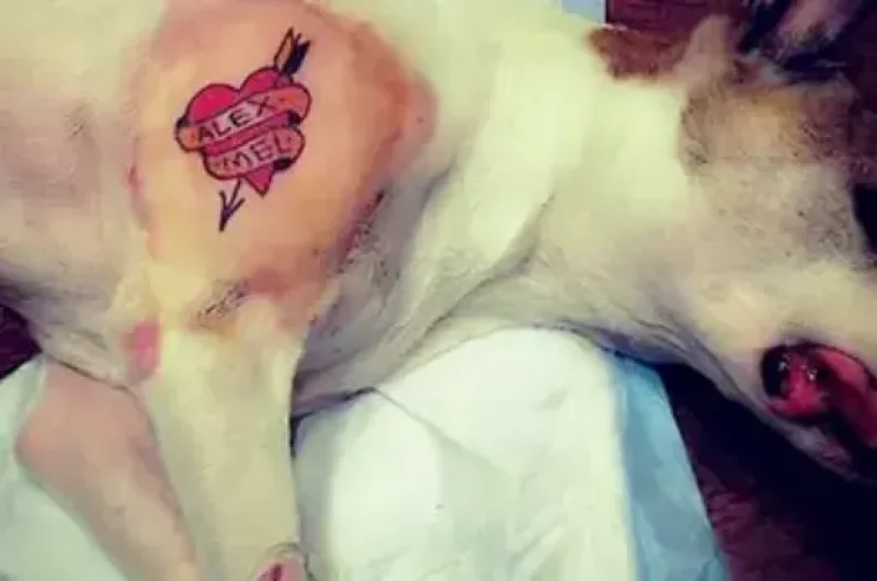 Governo sanciona lei que proíbe tatuagens e piercings em cães e gatos