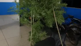 Homem é preso por cultivar pé de maconha de dois metros no quintal em Vilhena