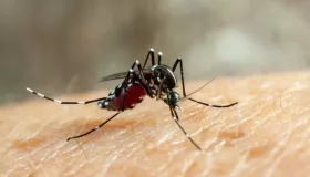 Ministério da Saúde confirma primeiras mortes por dengue e chikungunya de...