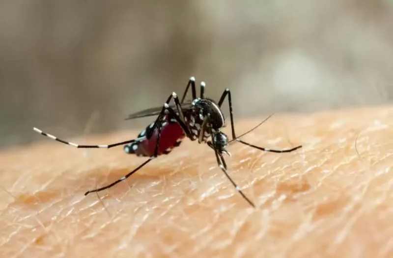 Ministério da Saúde confirma primeiras mortes por dengue e chikungunya de 2025 em Rondônia