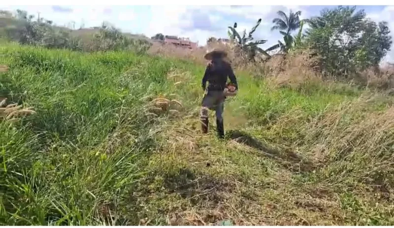 Divulgação