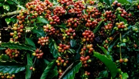Rondônia dobra em seis anos Valor Bruto da Produção Agropecuária e segue em...