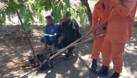 Cão agressivo é capturado por Corpo de Bombeiros e Zoonoses em Rolim de...
