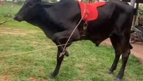 Menino de 4 anos morre após ser atingido por bezerro em propriedade rural de...