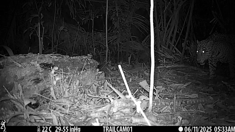 "Onça-pintada é flagrada em área de restauração na Floresta Nacional do Bom Futuro, em Porto Velho