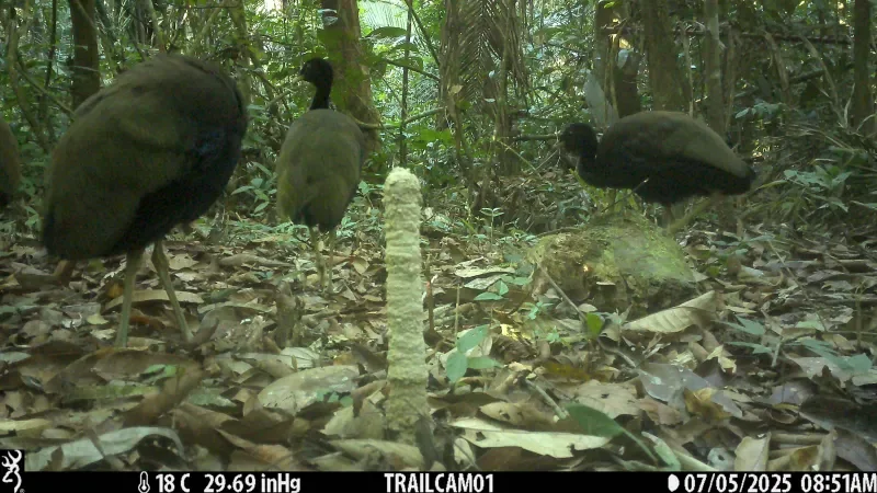 Foto 3 da matéria: "Onça-pintada é flagrada em área de restauração na Floresta Nacional do Bom Futuro, em Porto Velho