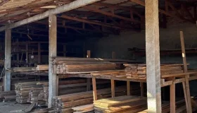 PF deflagra Operação Benevolentia contra extração ilegal de madeira em...