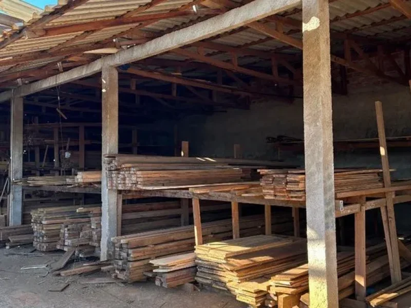 PF deflagra Operação Benevolentia contra extração ilegal de madeira em Terras Indígenas de Rondônia
