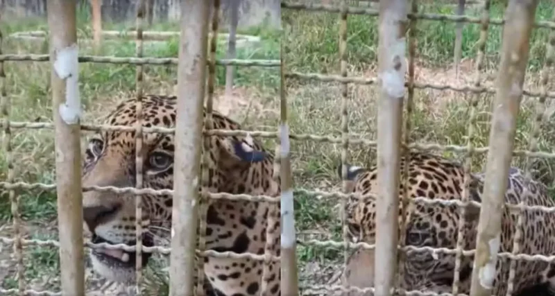 Onça-pintada capturada em Ji-Paraná será solta no Parque Nacional do Mapinguari