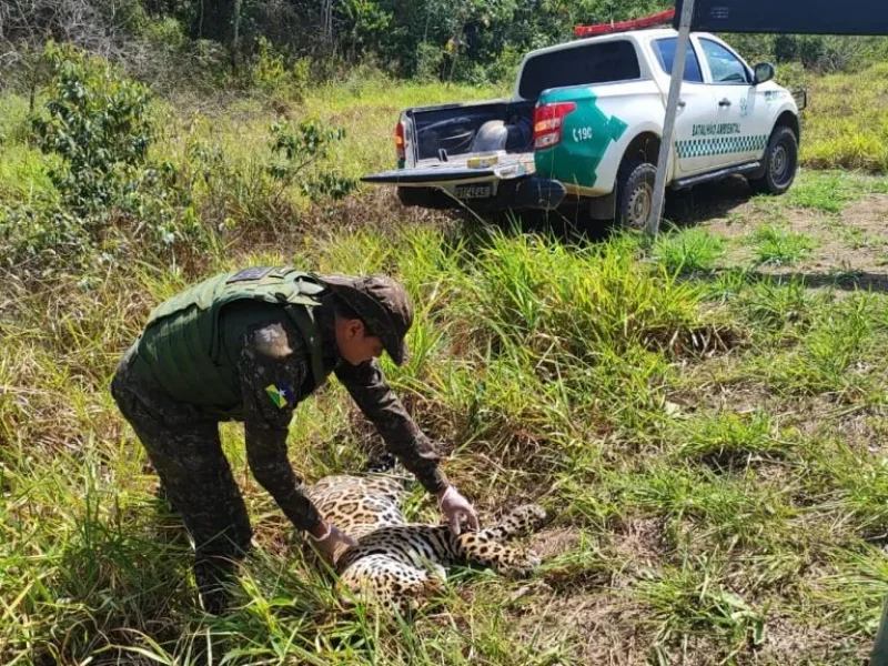 Onça-pintada é encontrada morta após atropelamento na BR-435 entre Vilhena e Colorado do Oeste