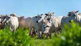 Pecuaristas de Rondônia se mobilizam para exportar 150 mil bois vivos ao...