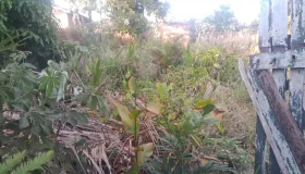Prefeitura de Rolim de Moura intensifica limpeza de terrenos baldios e já...