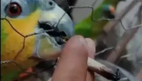 Homem é preso por manter criadouro ilegal e dar maconha a papagaios e...