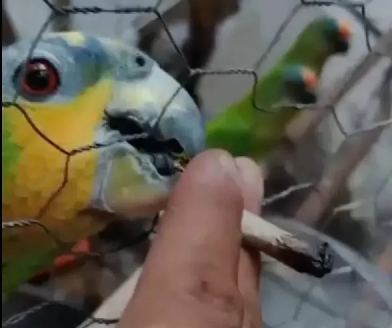 Homem é preso por manter criadouro ilegal e dar maconha a papagaios e periquitos em MT