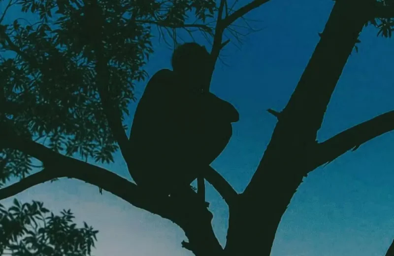 Foto ilustrativa de pessoa em cima de uma árvore — Foto: Reprodução