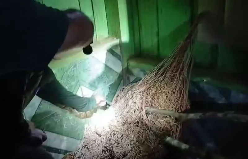 Onça-pintada que invadiu residência em Extrema é capturada pelo Ibama