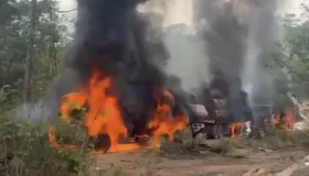 PF e Ibama deflagram Operação Lignum II contra exploração ilegal de madeira...