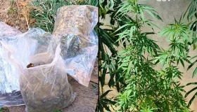 Polícia Civil recupera celular roubado e encontra 17 pés de maconha em...