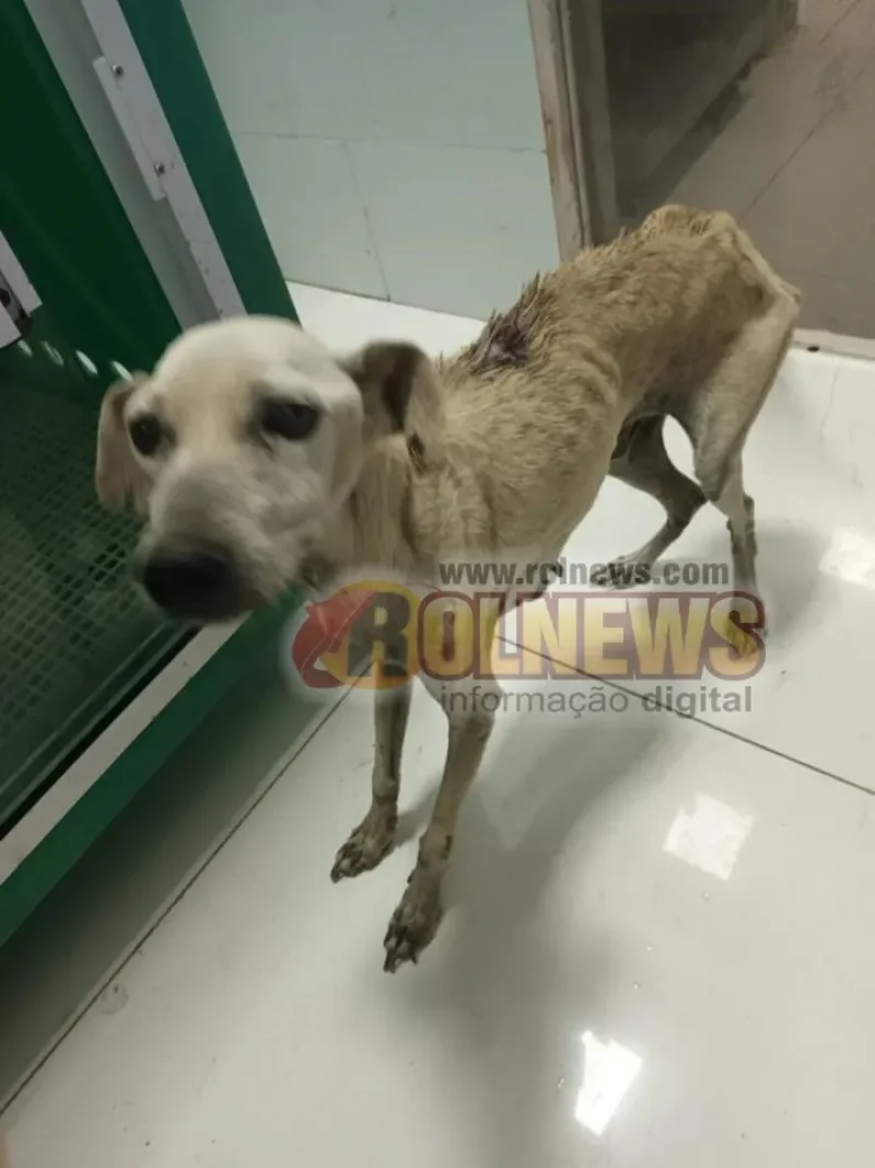 Polícia investiga caso de maus-tratos a cães em Colorado do Oeste
