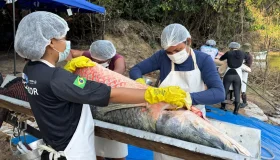 Primeira edição da pesca manejada em 2025 retira 160 pirarucus do Rio...