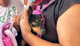 Rolim de Moura vacina mais de 12 mil cães e gatos contra a raiva