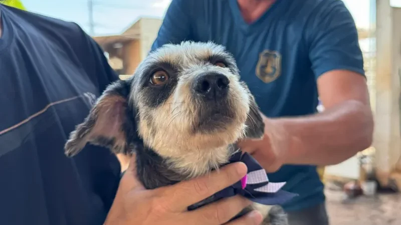 Foto 1 da matéria: Rolim de Moura vacina mais de 12 mil cães e gatos contra a raiva