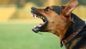 Vizinha incita cão a atacar mulher e ainda arremessa pedra contra a vítima em...