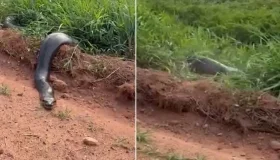 Sucuri de seis metros surpreende moradores em estrada rural de São Francisco...