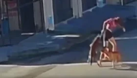Pit Bull avança contra moradora e ataca guarnição em São Miguel do Guaporé