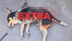 Pitbull mata cachorro e causa pânico em via pública em Vilhena