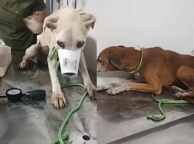 Animais desnutridos são resgatados em Porto Velho; tutor é preso por maus-tratos