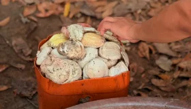Atividades extrativistas promovem desenvolvimento sustentável na Resex Rio...
