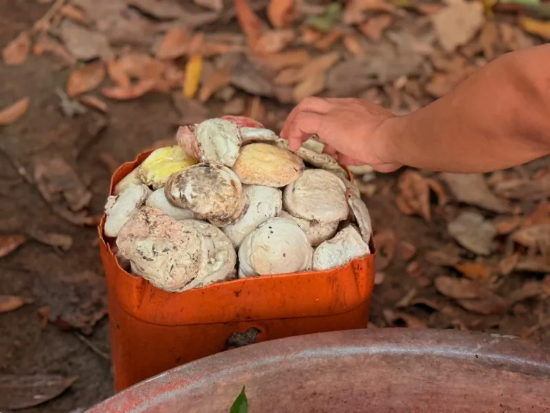 Atividades extrativistas promovem desenvolvimento sustentável na Resex Rio Cautário, no Vale do Guaporé