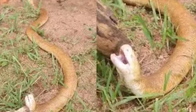 Conheça a