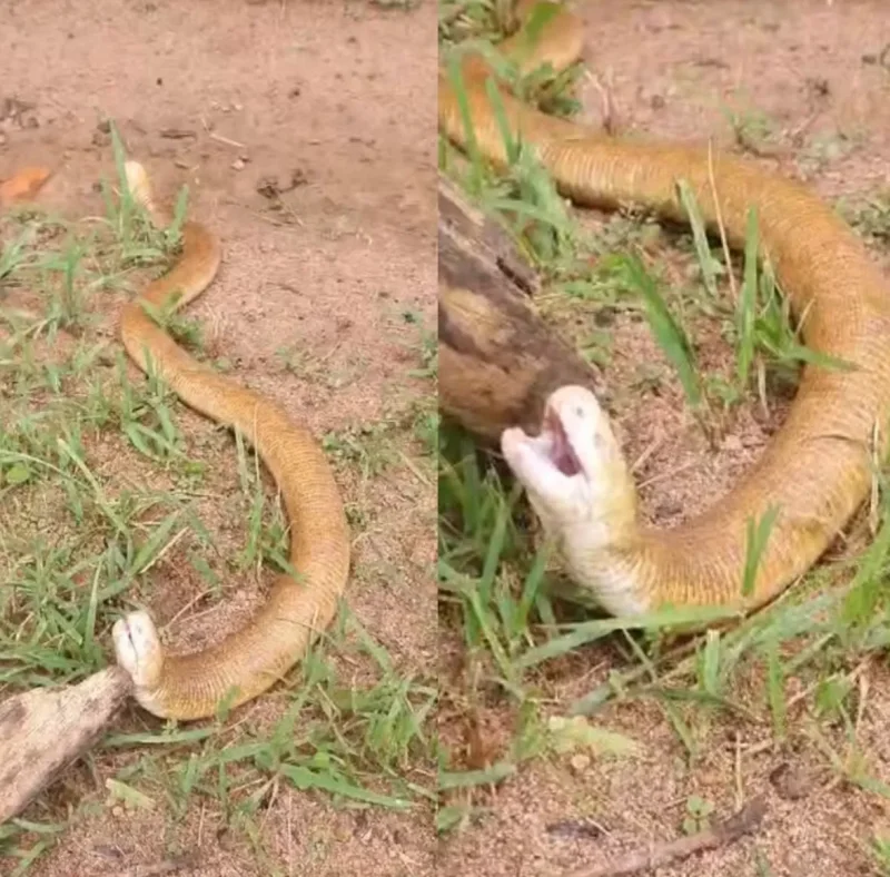 Conheça a 'cobra-de-duas-cabeças', animal que anda em duas direções e passa quase toda a vida escondido