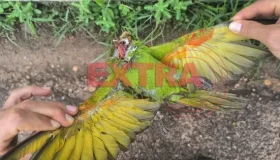 Maritaca morre eletrocutada após pousar em rede de alta tensão em Vilhena;...