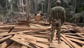 PF fecha madeireiras irregulares e apreende caminhões em nova fase da...