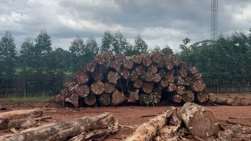 Foto 2 da matéria: PF fecha madeireiras irregulares e apreende caminhões em nova fase da Operação Madeira Mamoré em Rondônia