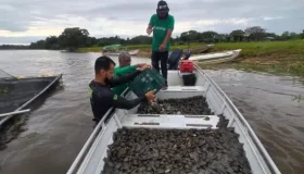 Projeto ambiental do governo de RO resulta na soltura de 228 mil filhotes de...