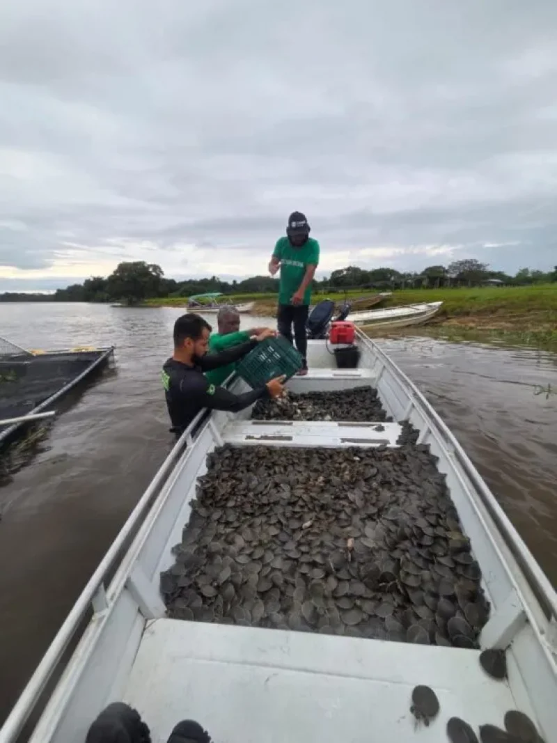Projeto ambiental do governo de RO resulta na soltura de 228 mil filhotes de tartaruga-da-Amazônia no Parque Estadual Corumbiara