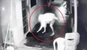 Vídeo mostra homem incendiando “cabaré” em Corumbiara; dona do...